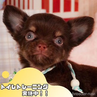販売中の静岡県のチワワ(ロングコート)-387174