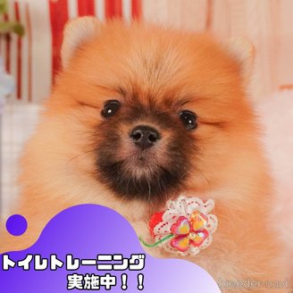 販売中の静岡県のポメラニアン-387179の1枚目