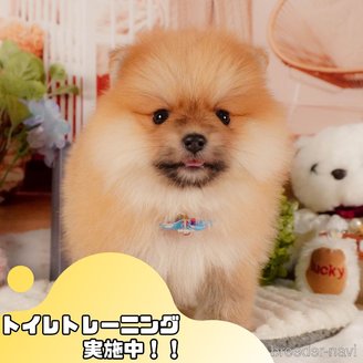 販売中の静岡県のポメラニアン-387181の1枚目