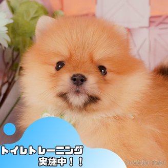 販売中の静岡県のポメラニアン-387184の1枚目