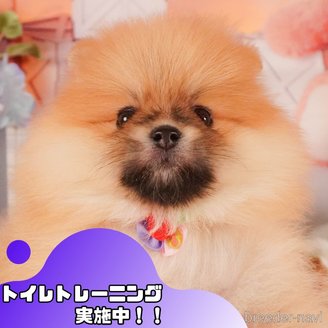 販売中の静岡県のポメラニアン-387186の1枚目