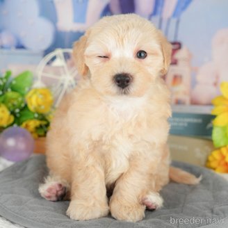 販売中の埼玉県のミックス犬-387320