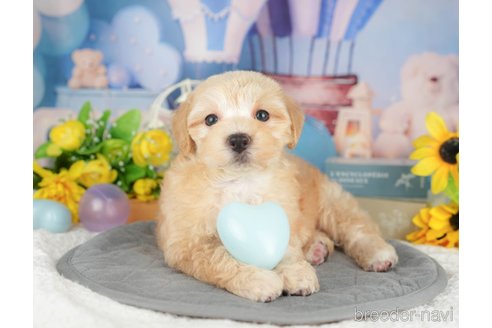 販売中の埼玉県のミックス犬-387320の9枚目
