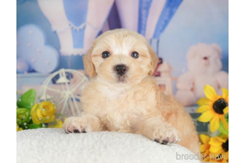 販売中の埼玉県のミックス犬-387320の7枚目