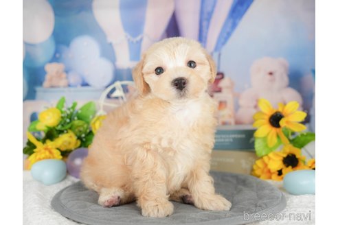 販売中の埼玉県のミックス犬-387320の6枚目
