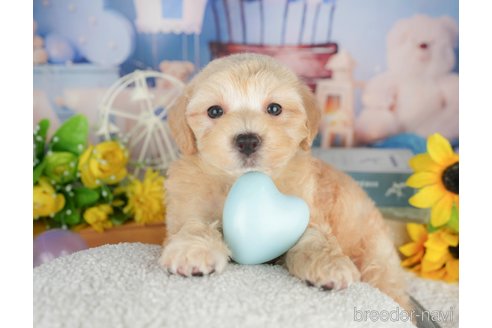 販売中の埼玉県のミックス犬-387320の5枚目