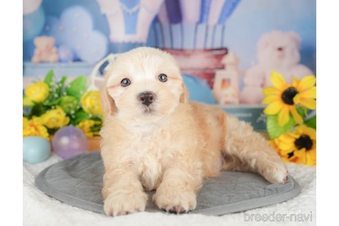 販売中の埼玉県のミックス犬-387320の3枚目