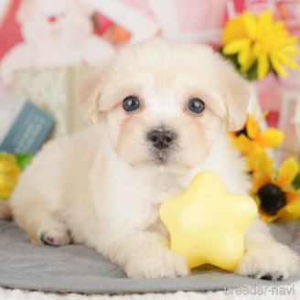 販売中の埼玉県のミックス犬-387319の1枚目