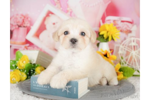 販売中の埼玉県のミックス犬-387319の9枚目
