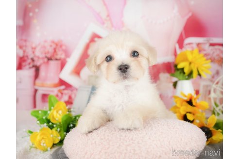 販売中の埼玉県のミックス犬-387319の8枚目