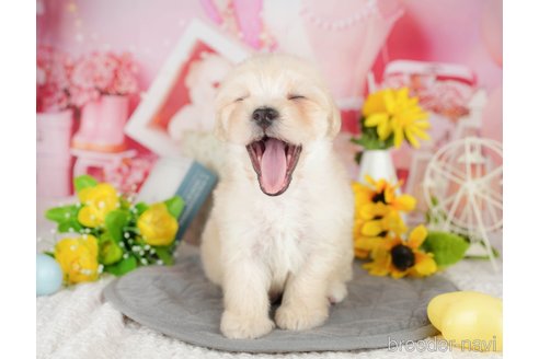 販売中の埼玉県のミックス犬-387319の7枚目