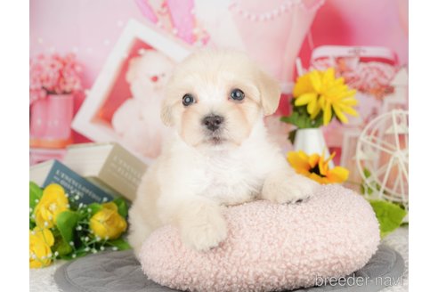 販売中の埼玉県のミックス犬-387319の6枚目