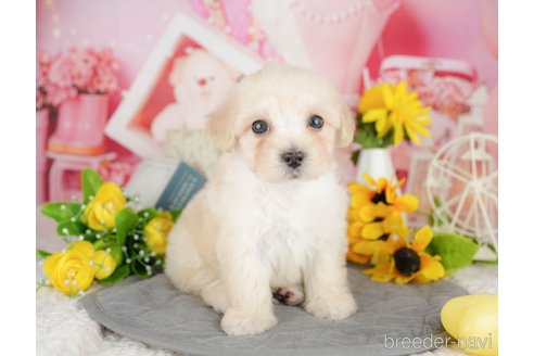 販売中の埼玉県のミックス犬-387319の5枚目