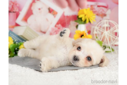 販売中の埼玉県のミックス犬-387319の4枚目