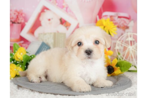 販売中の埼玉県のミックス犬-387319の3枚目