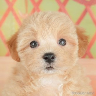 販売中の埼玉県のミックス犬-387315