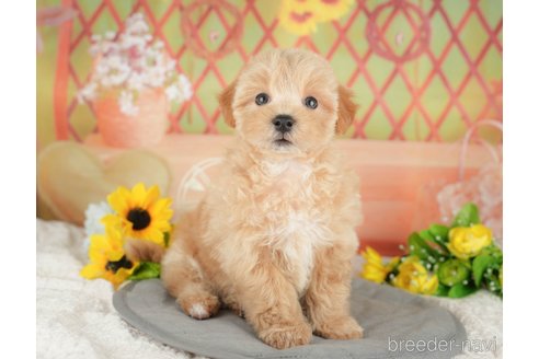 販売中の埼玉県のミックス犬-387315の8枚目