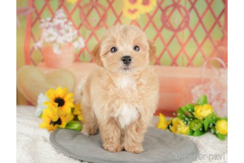 販売中の埼玉県のミックス犬-387315の7枚目