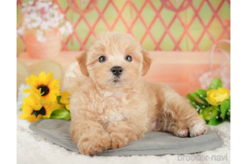 販売中の埼玉県のミックス犬-387315の6枚目
