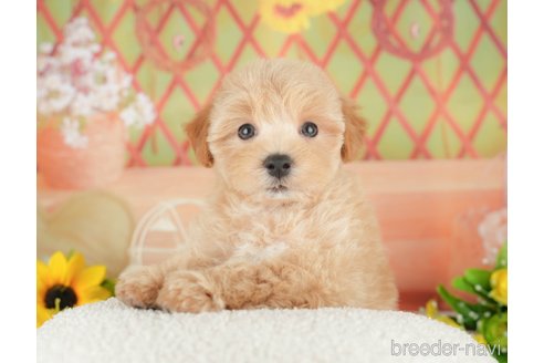 販売中の埼玉県のミックス犬-387315の5枚目