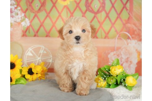 販売中の埼玉県のミックス犬-387315の4枚目