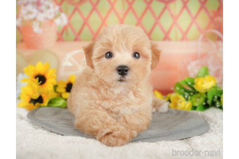 販売中の埼玉県のミックス犬-387315の3枚目