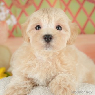 販売中の埼玉県のミックス犬-387314の1枚目