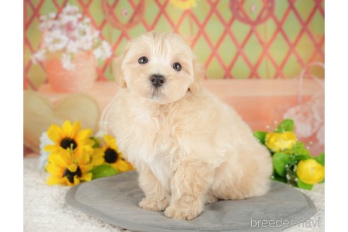 販売中の埼玉県のミックス犬-387314の8枚目