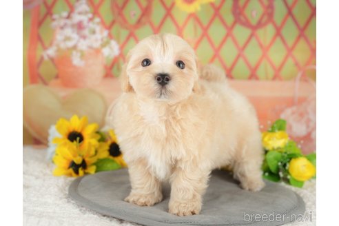 販売中の埼玉県のミックス犬-387314の7枚目