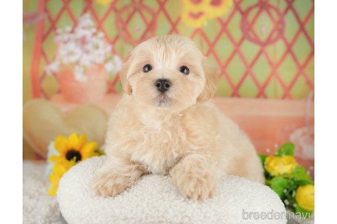 販売中の埼玉県のミックス犬-387314の5枚目