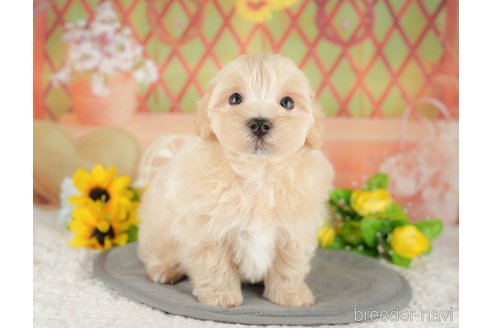 販売中の埼玉県のミックス犬-387314の4枚目
