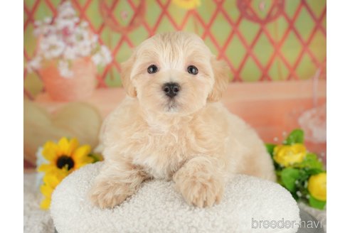 販売中の埼玉県のミックス犬-387314の3枚目
