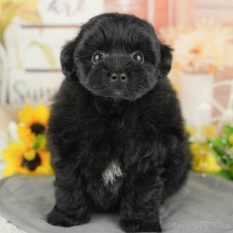 販売中の埼玉県のミックス犬-387297の1枚目