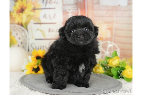 販売中の埼玉県のミックス犬-387297の9枚目