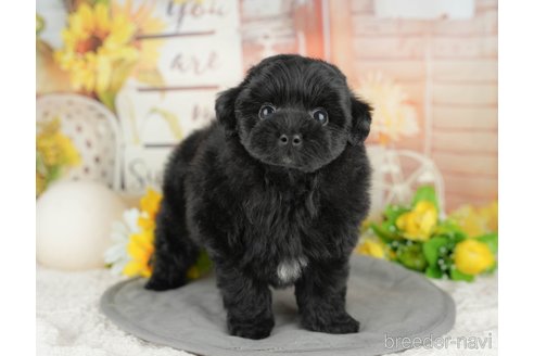 販売中の埼玉県のミックス犬-387297の8枚目