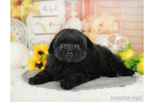 販売中の埼玉県のミックス犬-387297の7枚目