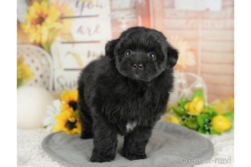 販売中の埼玉県のミックス犬-387297の6枚目