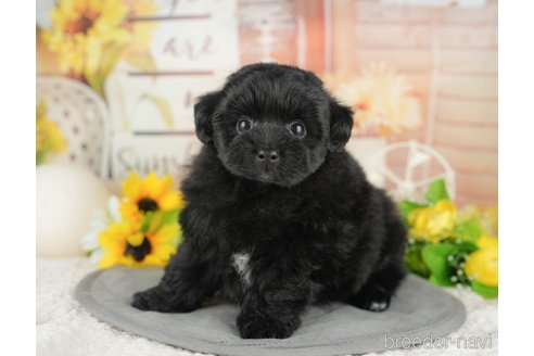 販売中の埼玉県のミックス犬-387297の5枚目