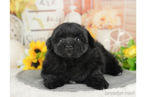 販売中の埼玉県のミックス犬-387297の4枚目