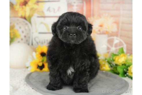 販売中の埼玉県のミックス犬-387297の3枚目