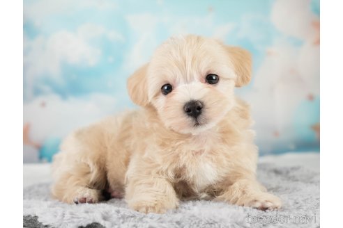 販売中の埼玉県のミックス犬-387271の9枚目