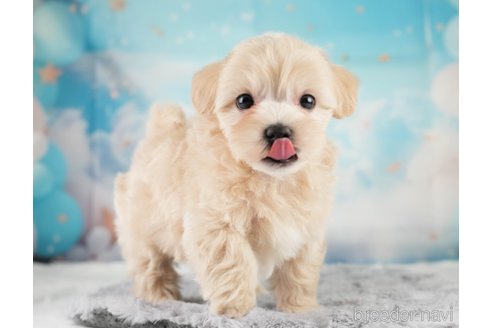 販売中の埼玉県のミックス犬-387271の8枚目
