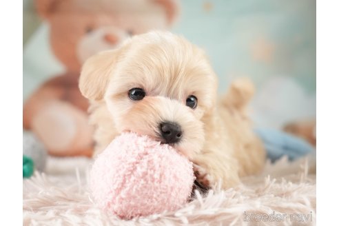 販売中の埼玉県のミックス犬-387271の7枚目