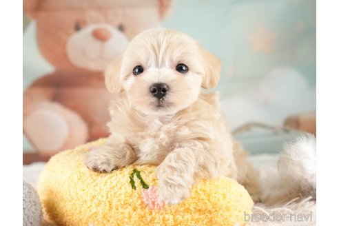 販売中の埼玉県のミックス犬-387271の6枚目