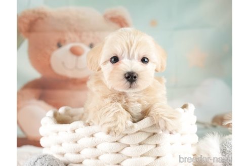 販売中の埼玉県のミックス犬-387271の4枚目
