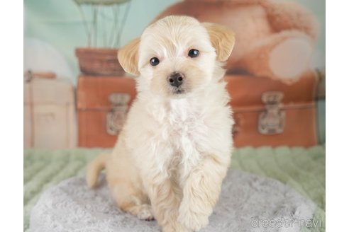 販売中の埼玉県のミックス犬-387268の9枚目