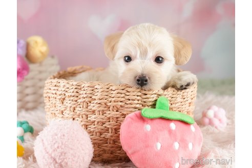 販売中の埼玉県のミックス犬-387268の8枚目