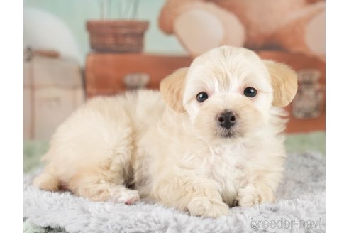 販売中の埼玉県のミックス犬-387268の7枚目