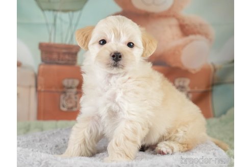 販売中の埼玉県のミックス犬-387268の6枚目