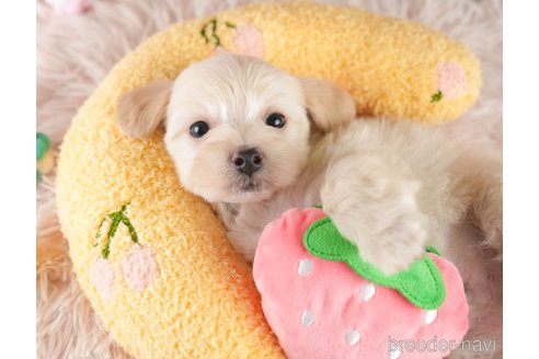 販売中の埼玉県のミックス犬-387268の5枚目